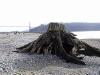 thmb_115-1555_img.jpg