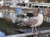 thmb_115-1585_img.jpg