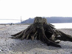 thmb_115-1555_img.jpg