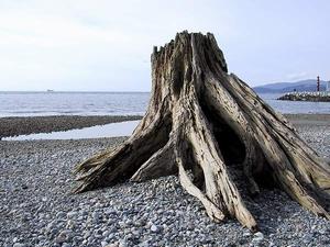 thmb_115-1564_img.jpg