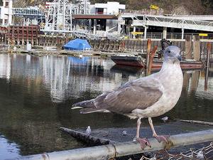 thmb_115-1585_img.jpg