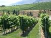 thmb_KelownaBill 030.jpg