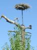 thmb_KelownaBill 044.jpg