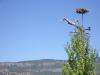 thmb_KelownaBill 045.jpg