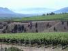 thmb_KelownaDavid 016.jpg