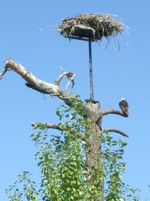 thmb_KelownaBill 044.jpg