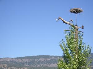 thmb_KelownaBill 045.jpg