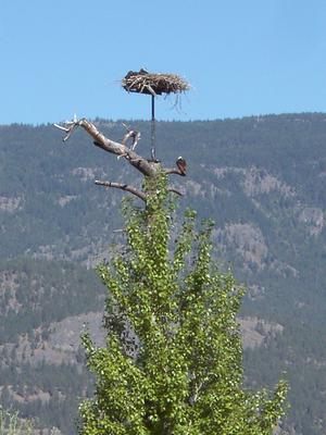 thmb_KelownaDavid 031.jpg