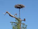 Osprey Nest